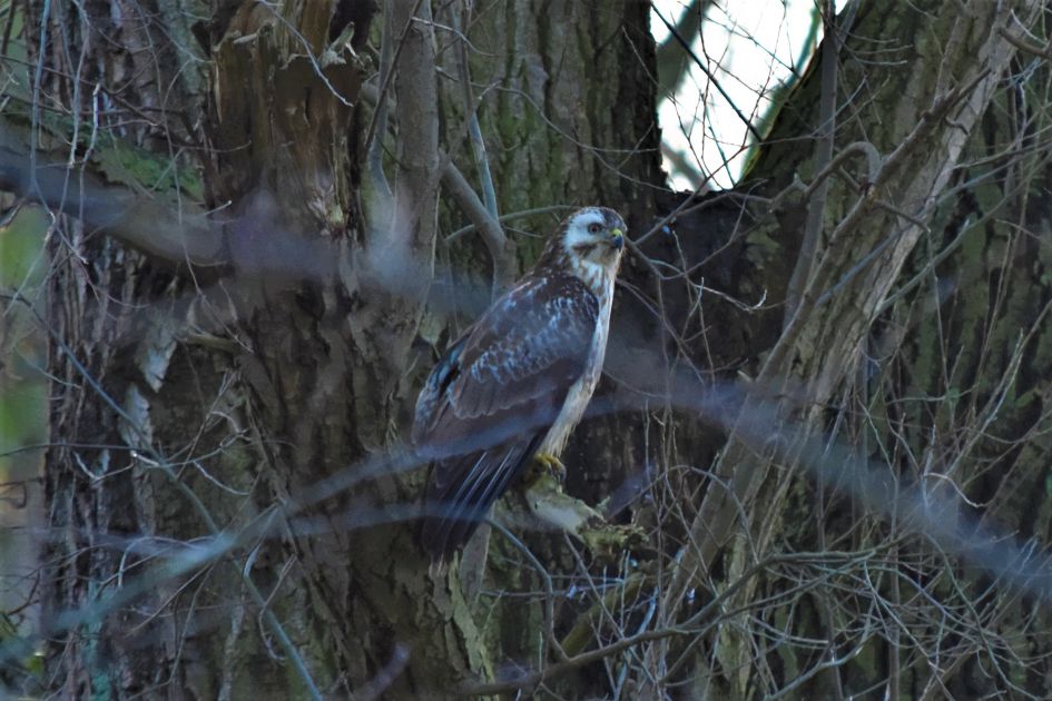 Welke roofvogel is dit